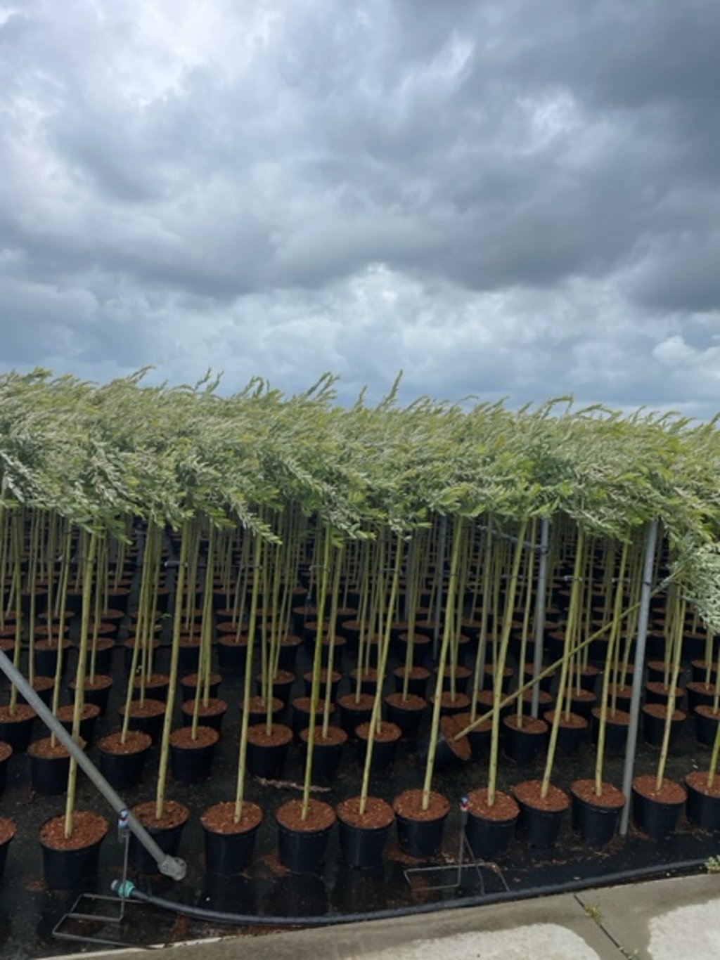 Salix integra 'Hakuro-nishiki' - 120 CM Stem C5